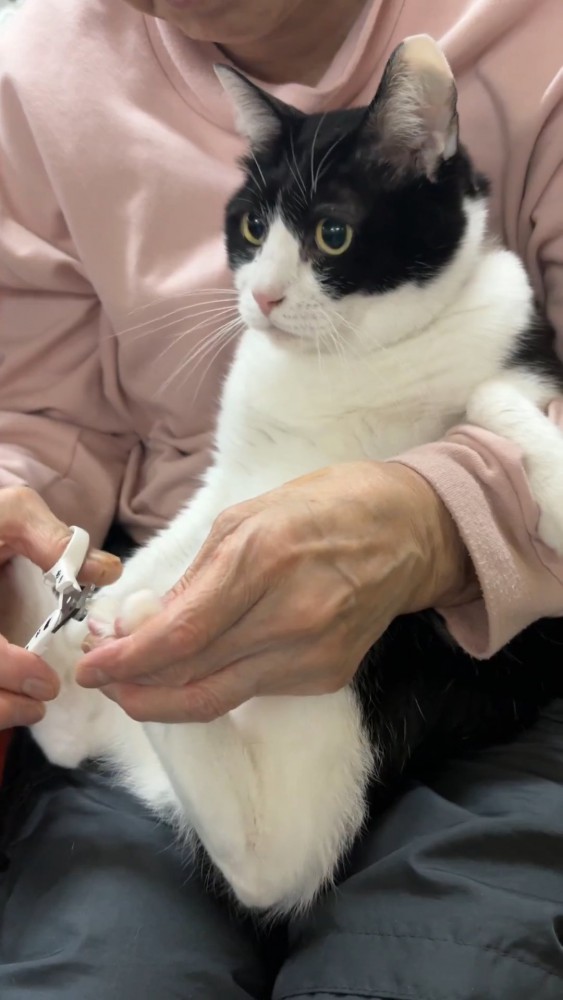 後ろ足の爪を切られる猫