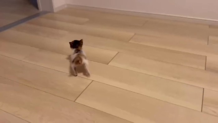 広い部屋を見つめるつむぎちゃん