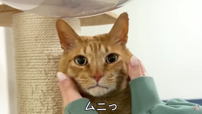 猫のアップ