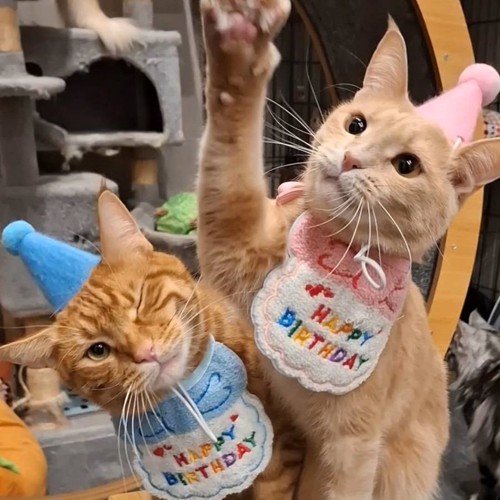 誕生日をお祝いする2匹の猫