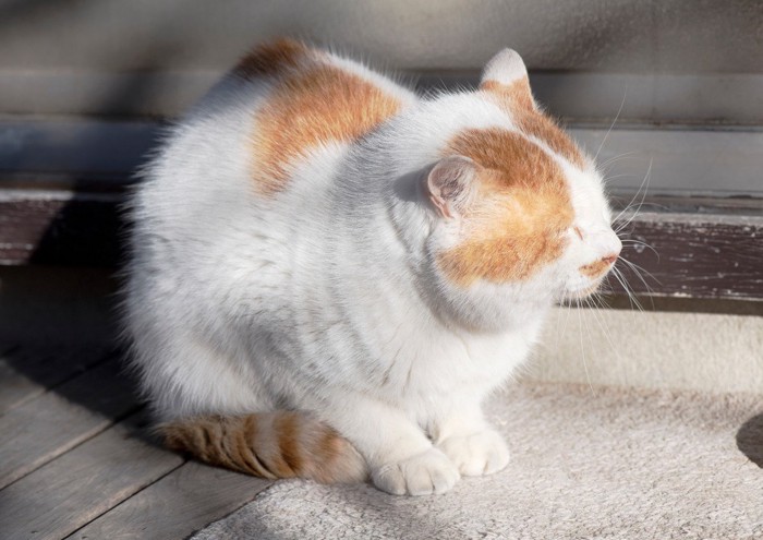 日向ぼっこをする茶白の高齢猫