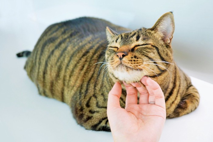 顎の下を撫でられうっとりする猫