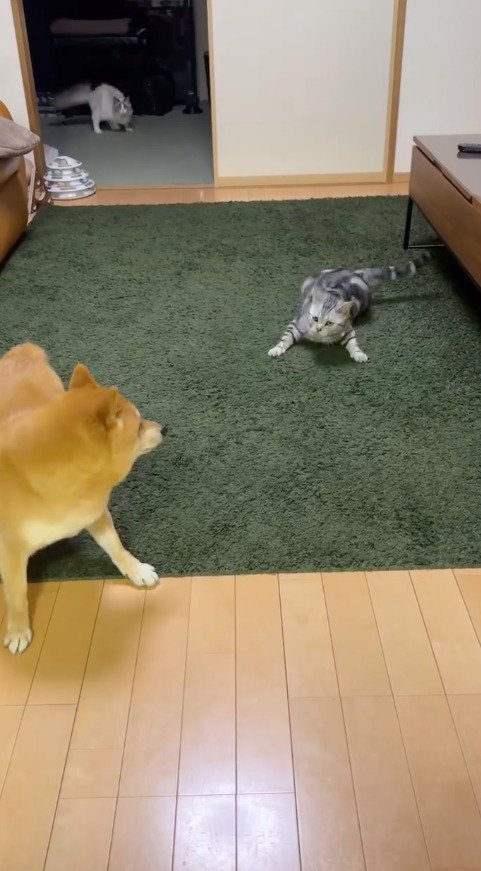 床に手足をつけて警戒する猫