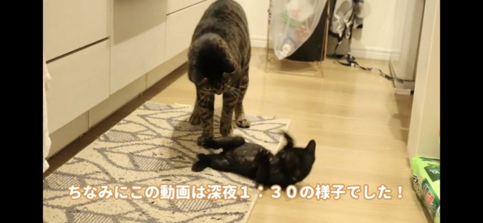 成猫と子猫