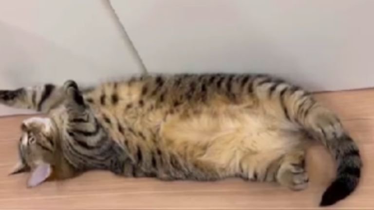 寝転がる猫
