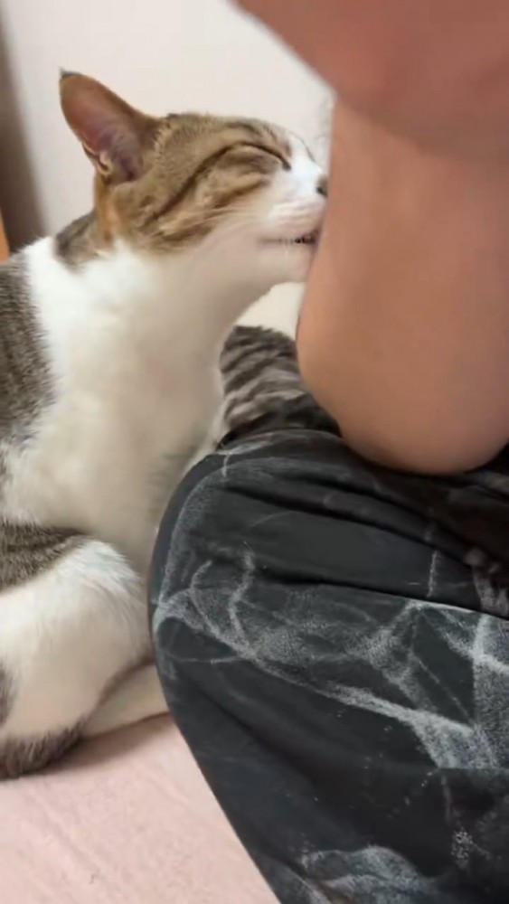 目を閉じて人の腕をなめる猫