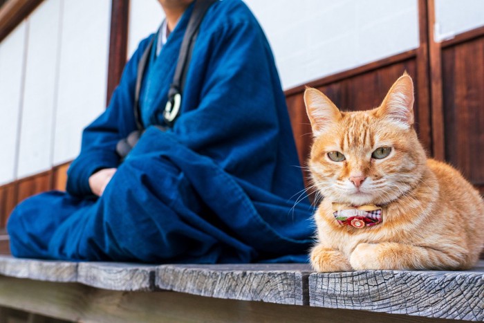 お寺のお坊さんと猫