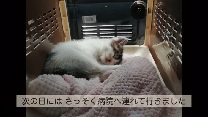 眠っているきゅっきゅちゃん