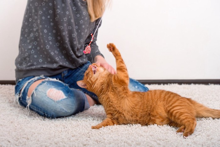 飼い主と猫じゃらしで遊ぶ猫