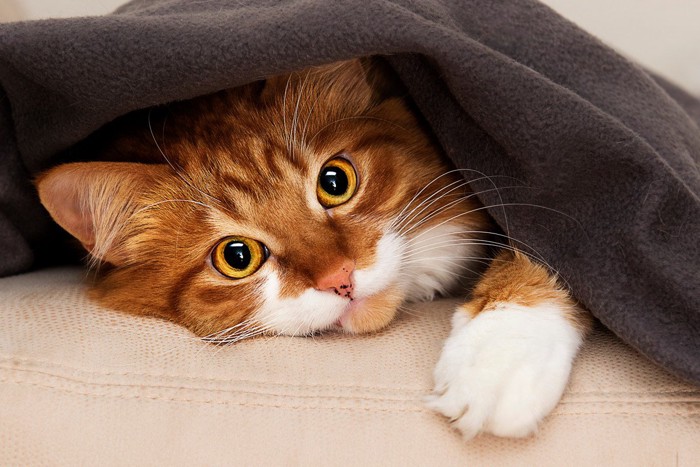 毛布に包まる猫