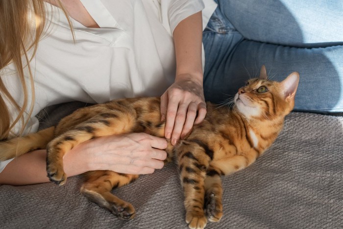 飼い主の傍で寝転がって振り向く猫