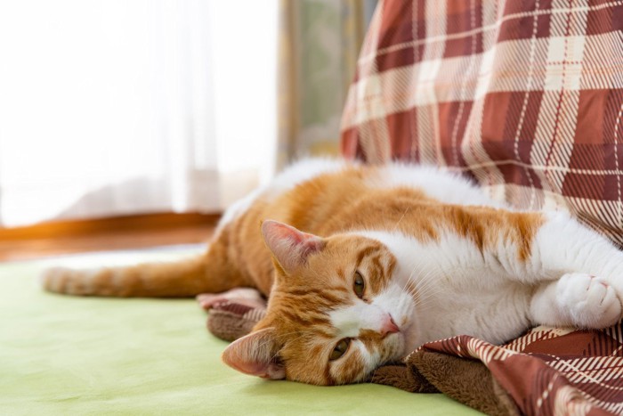 こたつの上で横たわる猫