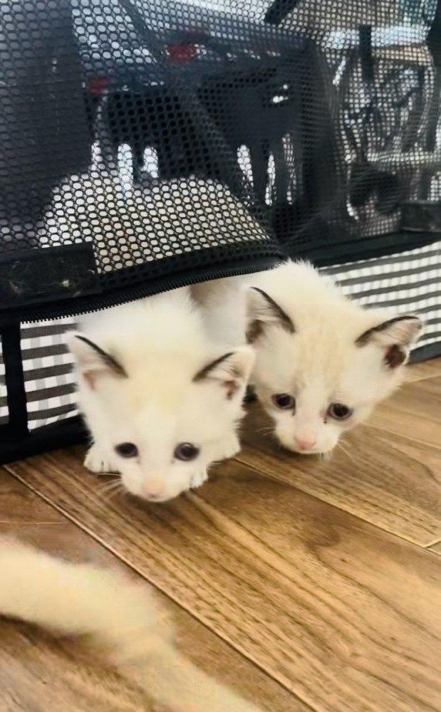 猫用キャリーから顔を出す2匹の子猫