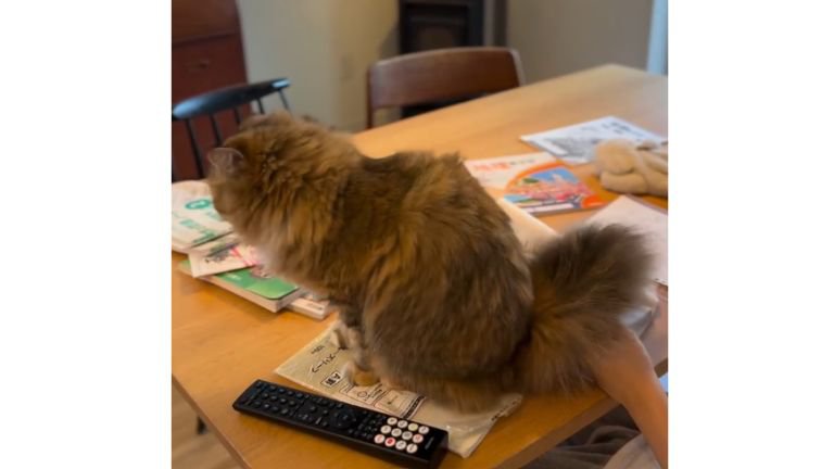 テーブルの上の猫
