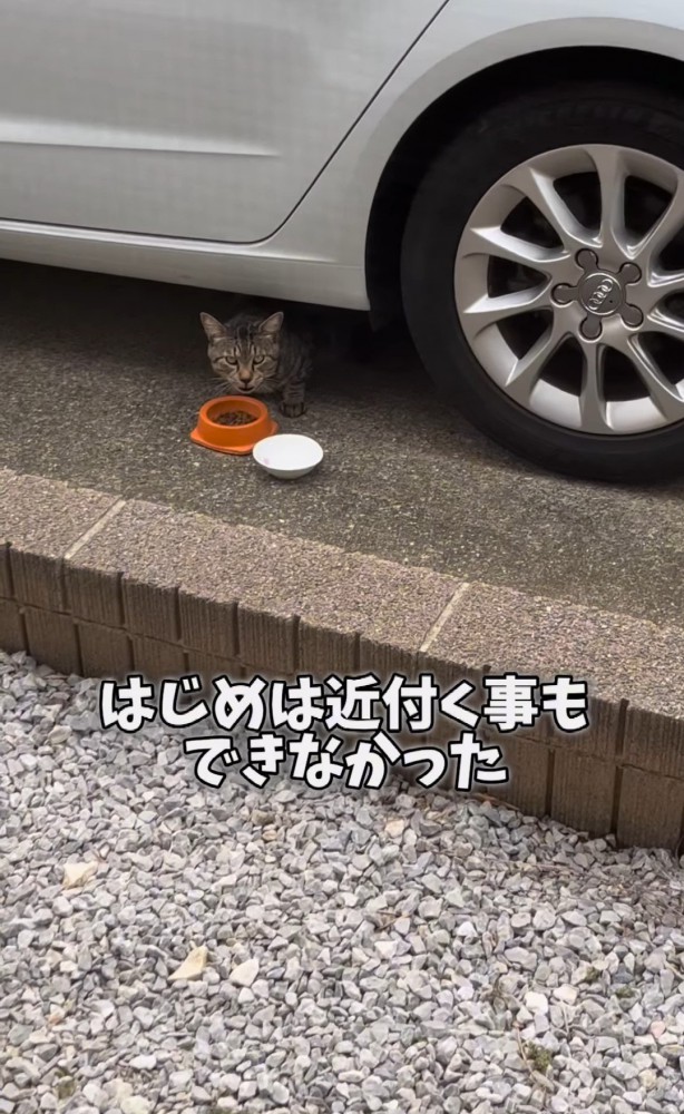 車の下でエサを食べる猫