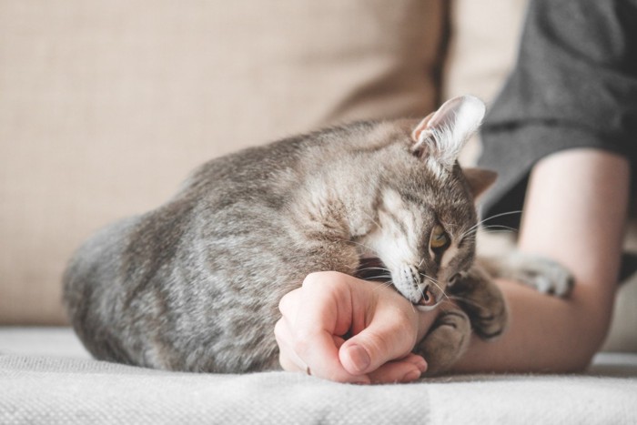 人の手を抱えてかじる猫