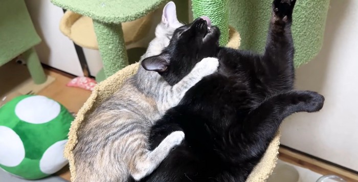 舌を出して嫌がる黒猫としがみつくシルバータビー