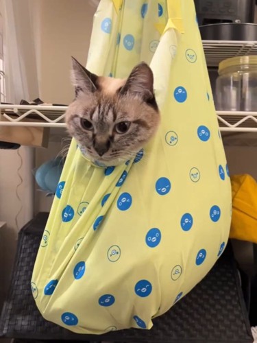エコバッグに入れられた猫（前向き）