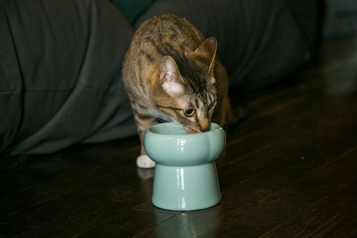 陶器のお皿で食べる猫