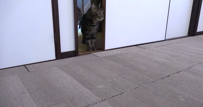 部屋の中の様子を窺う猫