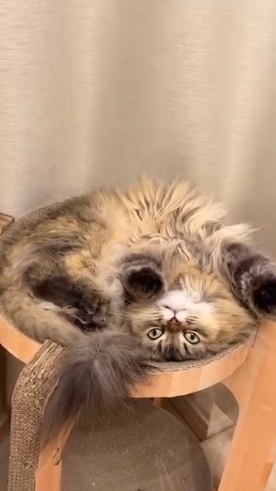 ベッド型爪研ぎでくつろぎながら飼い主を見つめる猫