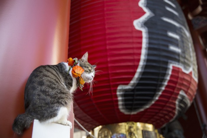 雷門と目を閉じて座る猫