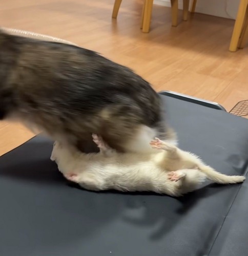 逃げる猫と仰向けになるフェレット