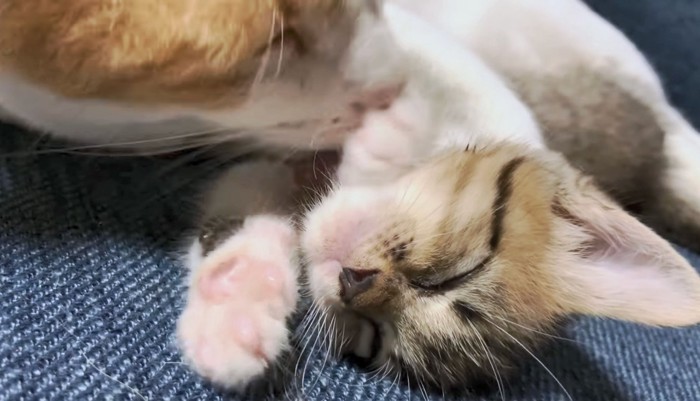 毛づくろいされて子猫はうっとり