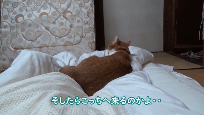 布団の上で毛づくろいする猫の後ろ姿