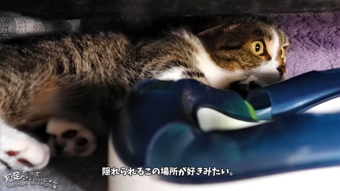 狭い場所にいる猫