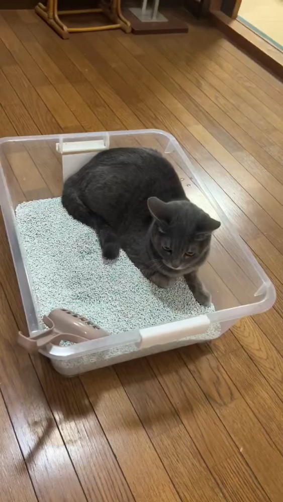 箱の中にいる猫