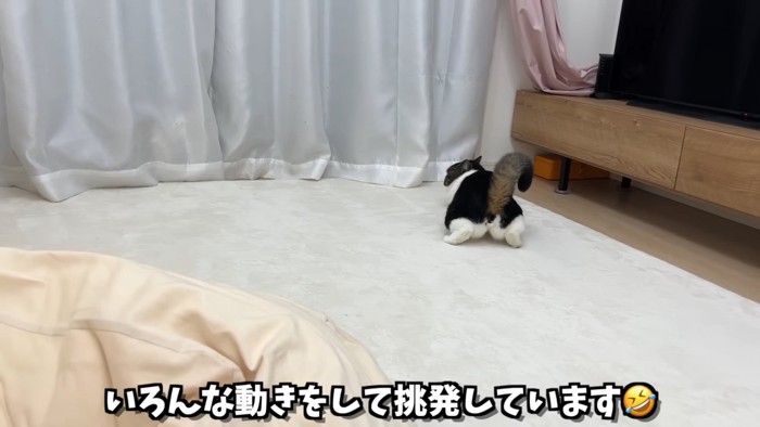 姿勢を低くしている猫