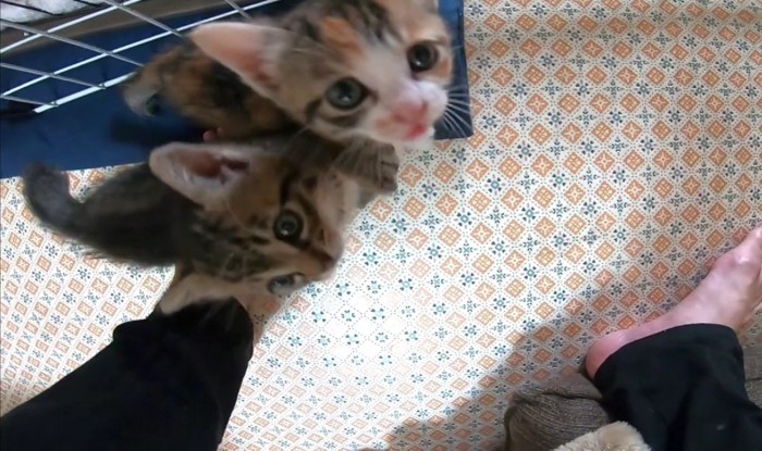 くっつきながら上を見上げる2匹の猫