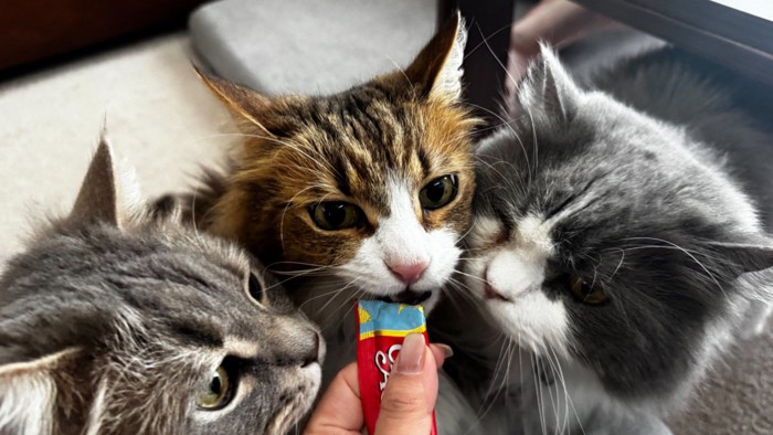 ちゅーるに顔を寄せ合って舐める3匹の猫