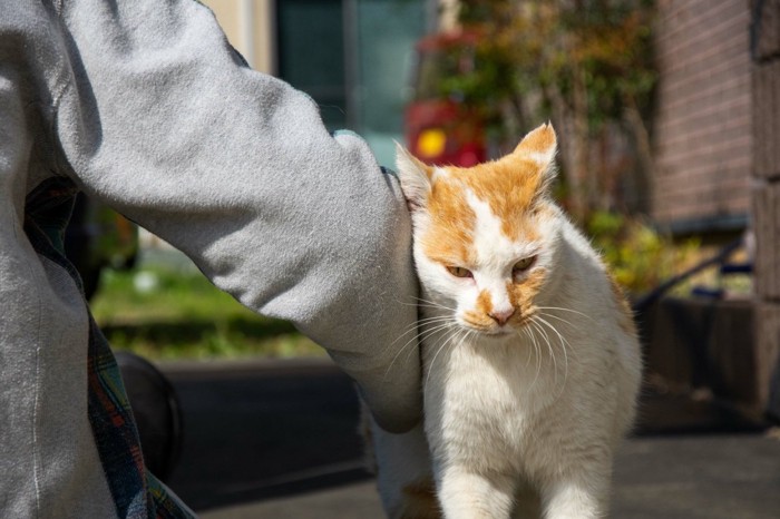 スリスリしている猫