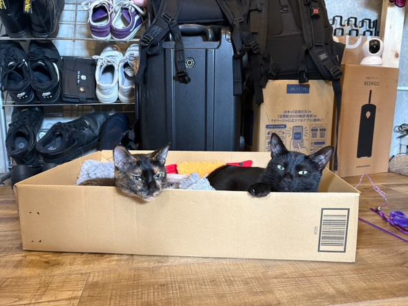 室内にいる猫