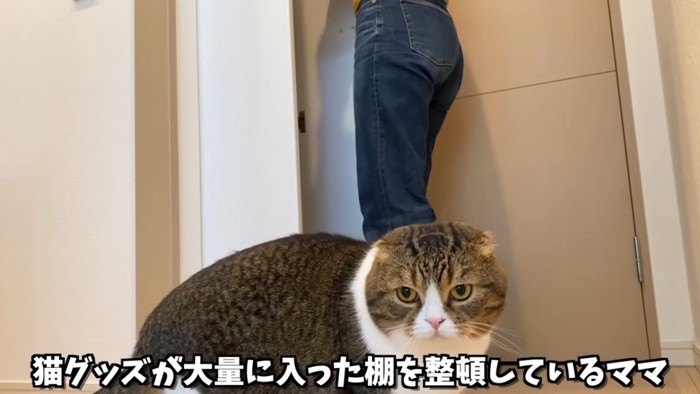 立っている人の前に座る猫