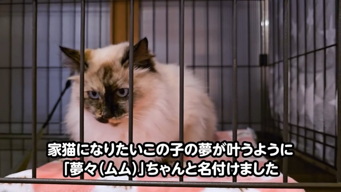 ケージの中にいる猫