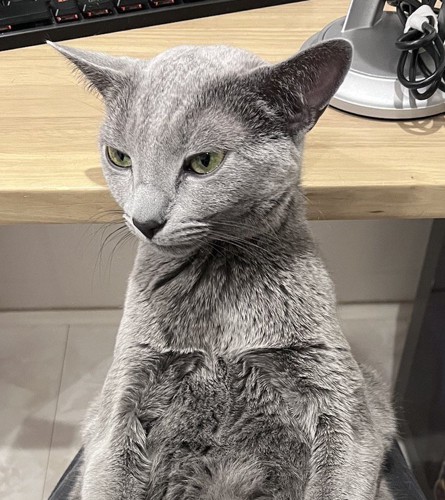 飼い主さんの膝の上に座る猫