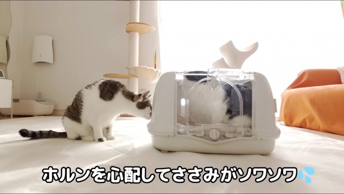 ぶち猫の入ったペットキャリーに鼻を近づけるキジ白猫