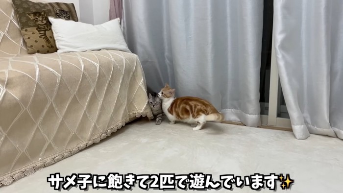 カーテンの近くにいる2匹の猫