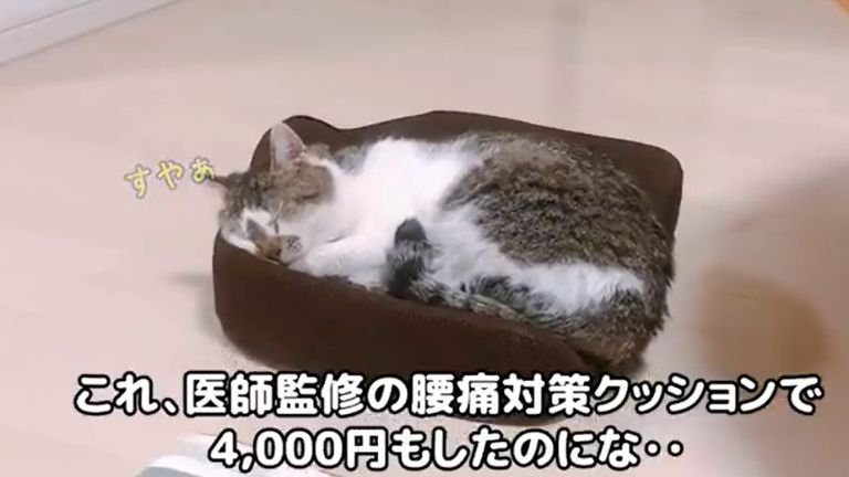 クッションで眠る猫