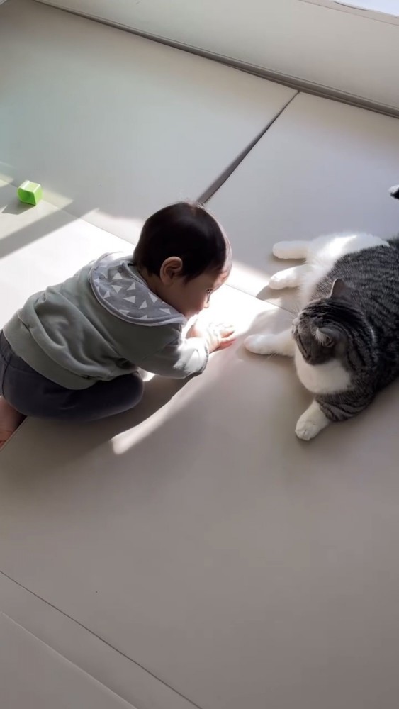 遊ぶ赤ちゃんと猫