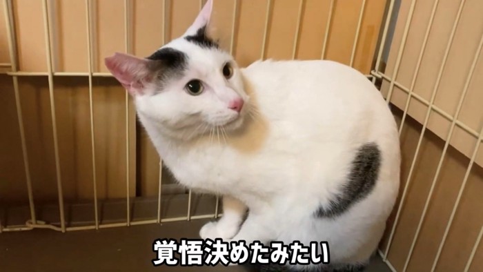 上を見る猫