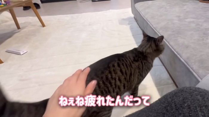 背中をなでられる猫