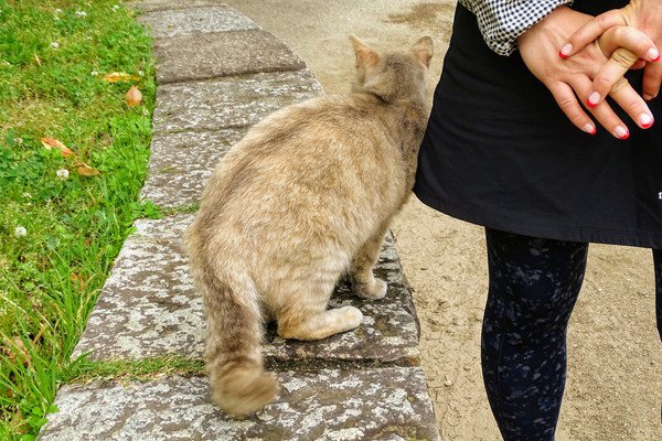 野良猫がついてくる時の対処法