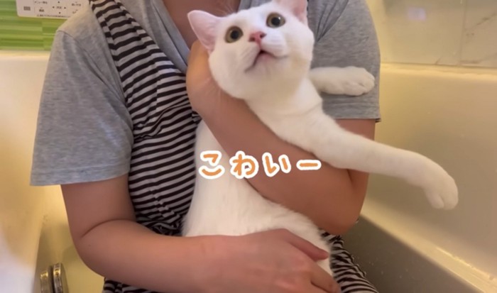 怖がる猫