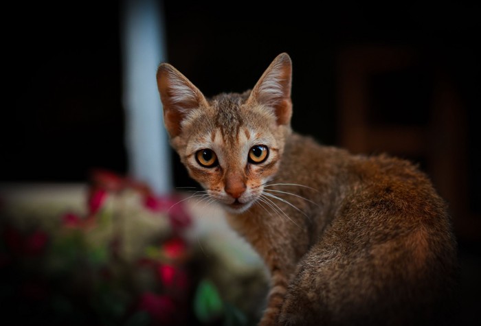 振り向きながら前を見つめるチャウシーの子猫