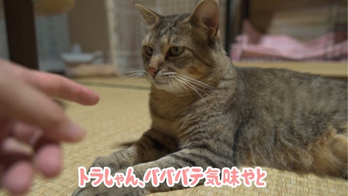 伏せている猫