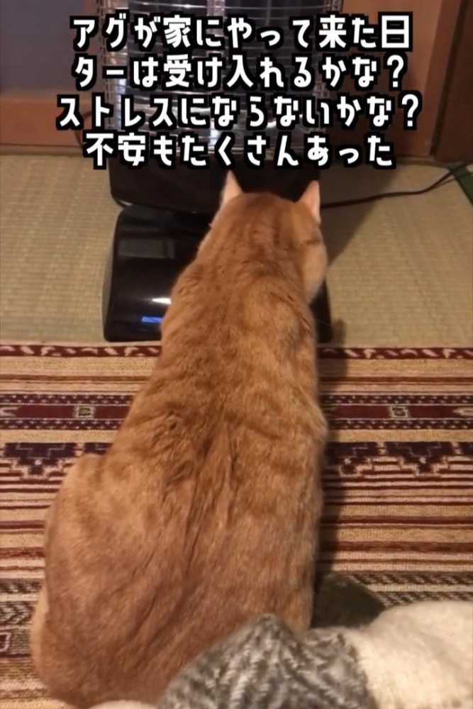 猫の後ろ姿